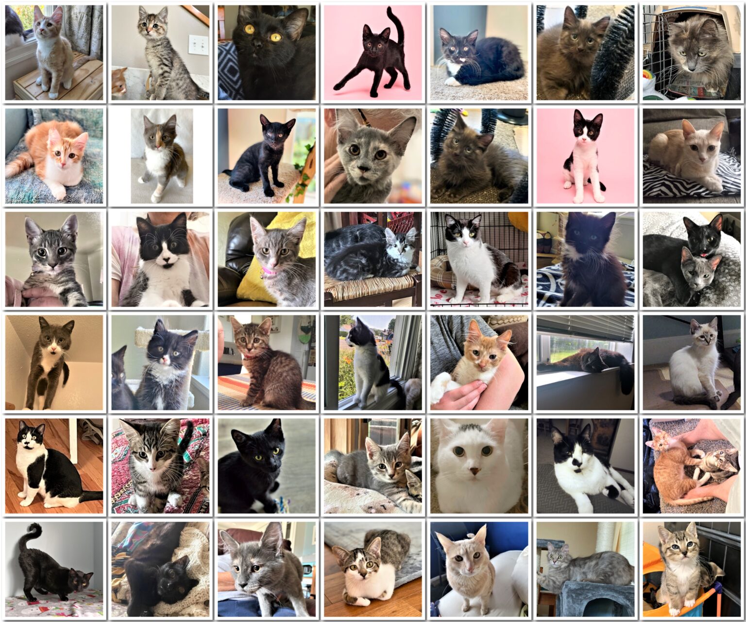 Cat Rescue and Adoption NetworkAugust 2022 Adoptions Cat Rescue and