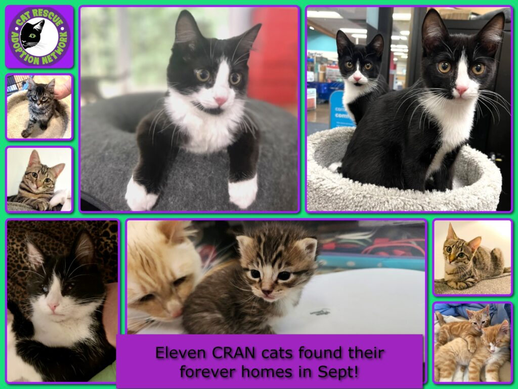 Sept 2025 Adoptions Collage